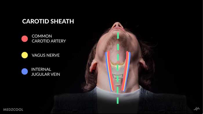 Carotid Shealth - Cricothyroidotomy