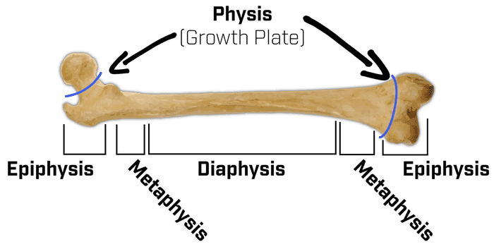 Long bone anatomy