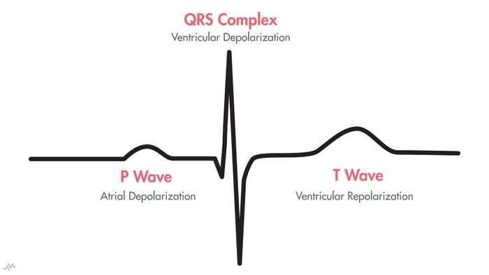 P-QRS-T Waves