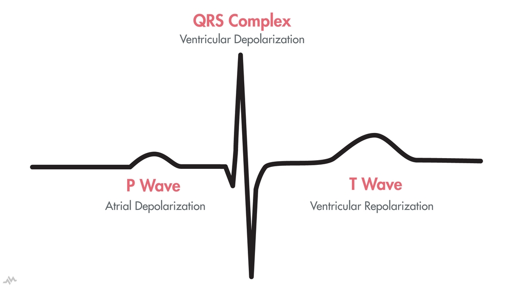 The cardiac cycle p qrs t nucleotype