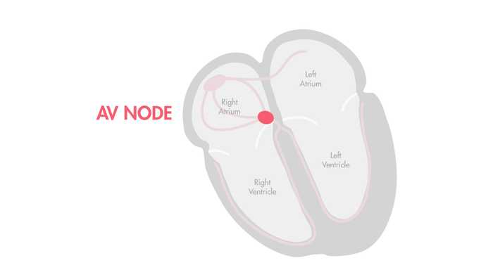 AV Node
