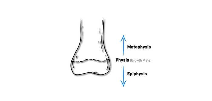 Long Bone Orientation